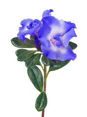 isolated azalea branch with large blue two blooms