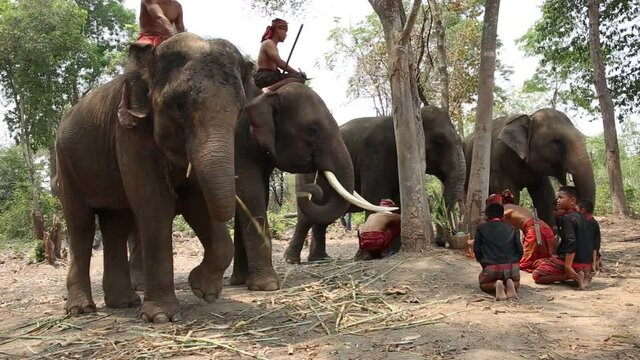 Elephant mahout portrait. The Kuy (Kui) People of Thailand and Elephant Ritual Making or Wild Elephant Catching in forest. Mahout shepherd Elephant in forest at Elephant Village Thailand. Conservation