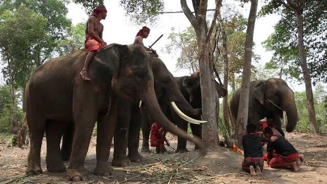 Elephant mahout portrait. The Kuy (Kui) People of Thailand and Elephant Ritual Making or Wild Elephant Catching in forest. Mahout shepherd Elephant in forest at Elephant Village Thailand. Conservation
