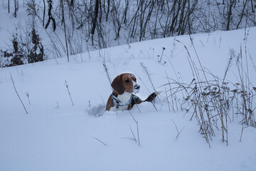 Naklejka na ściany i meble beagle in the snow 