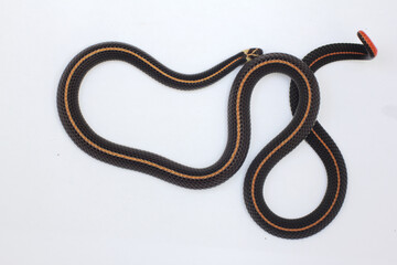 Fototapeta premium Banded Malaysian coral snake, is a species of venomous snake endemic to Southeast Asia.