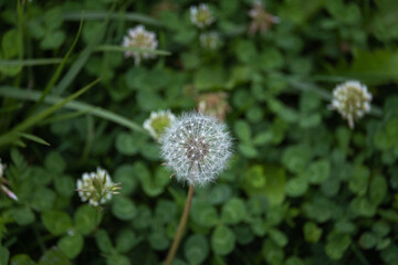 dandelion seeds on green grass background
