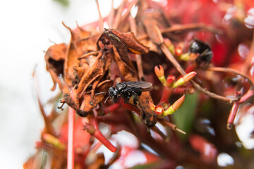 Macro closeup of fly on top of flowers.