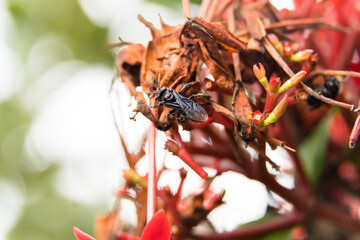 Macro closeup of fly on top of flowers.