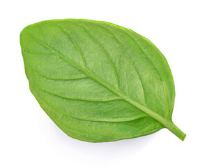 Obraz premium Basil isolated. Green Basil leaf on white. Close up