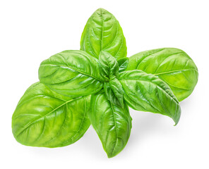 Basil isolated. Green Basil leaf on white. Close up