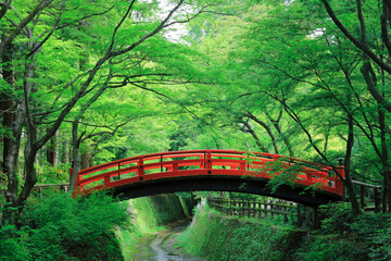 北野天満宮　お土居　新緑　青紅葉