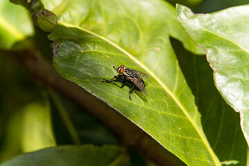 Macro closeup of fly on top of plant.