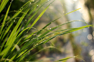 grass with dew drops