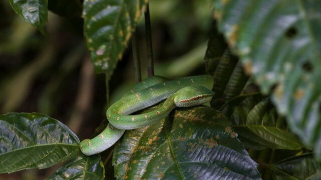 Wagler's Pit Viper Male