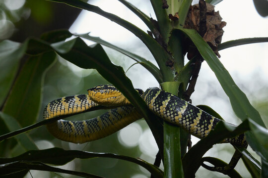 Wagler's Pit Viper Female