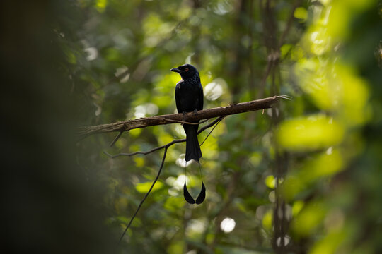 Racket Tail drongo 