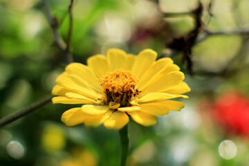 yellow flower in the morning