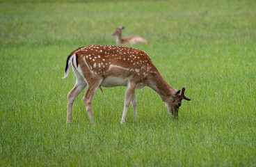 Naklejka na ściany i meble Beautiful sika deer grazing on a green lawn