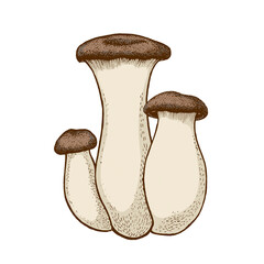 Illustration King trumpet mushrooms, hand-drawn,edible mushrooms, graphic color flat drawing with lines, Healthy organic food, vegetarian food fresh mushrooms isolated on white background