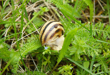 Helix aspersa in the grass