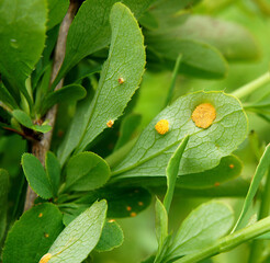 Barberry leaves affected by Puccinia graminis