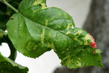 Apple chlorotic leaf spot virus