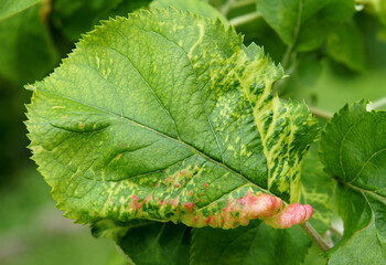 Apple chlorotic leaf spot virus