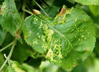 Apple chlorotic leaf spot virus