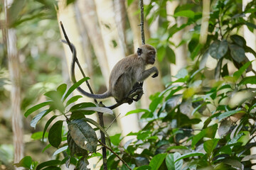 An adult macaque monkey on a tree surrounded by forest