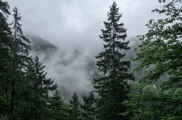  Foggy weather in the mountains. Old pine trees and rocks in the haze
