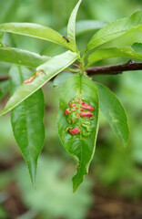 Peach are affected by Taphrina deformans