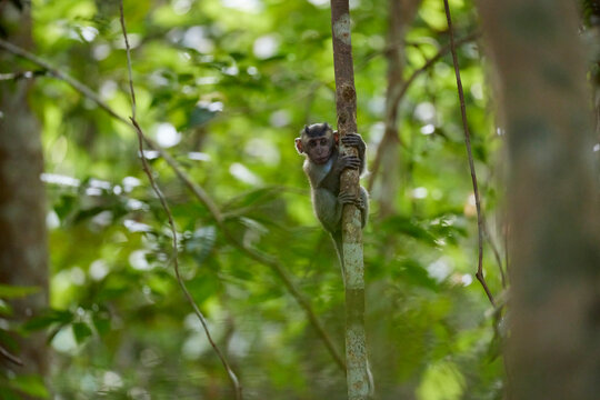 A young macaque monkey on a tree
