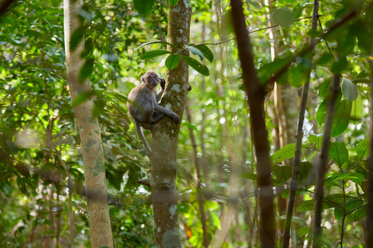 An adult macaque monkey on a tree