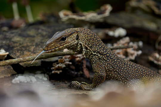 A Clouded Monitor Lizard flicks its tongue to taste the environment