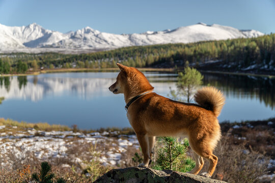 Dog enjoying mountain landscape
