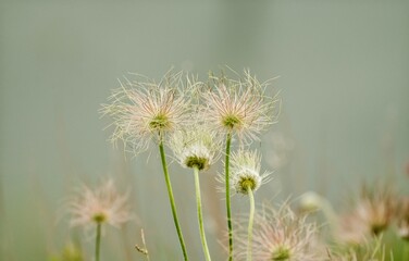 The flowers in forest, Siberia, Krasnoyarsk , Russia.