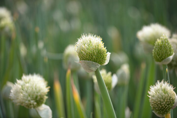 Green onion seeds cultivated in farmland