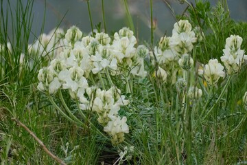 The flowers in forest, Siberia, Krasnoyarsk, Russia.