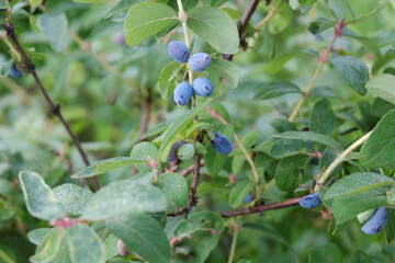 Harvesting. Ripe honeysuckle berries growing on the branches of a bush with green leaves.