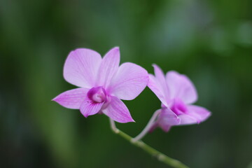 Fototapeta na wymiar close up of a purple flower
