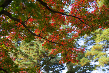 金沢市の兼六園の紅葉