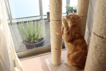 窓際で爪を研ぐ猫アメリカンショートヘア。A cat sharpening its claws by the window.
