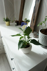 Spathiphyllum flower on a white chest of drawers in the room