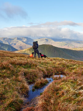 Walker and his dogs on High Raise at sunrise. Lake District, Cumbria, UK.