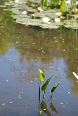 ESTANQUE CON NENÚFARES