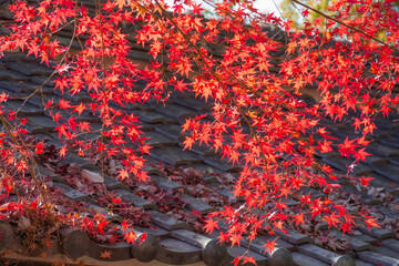 紅葉と瓦屋根