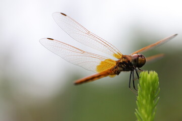 羽を休めるオレンジ色のショウジョウトンボ。An orange dragonfly that rests its wings.