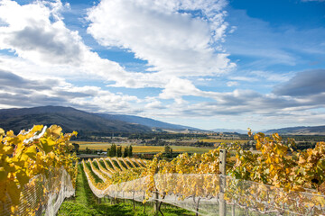 Central Otago Vineyard, New Zealand