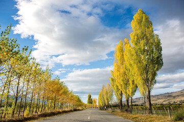 Poplar trees and Autumn Bannockburn, Central Otago, South Island, New Zealand