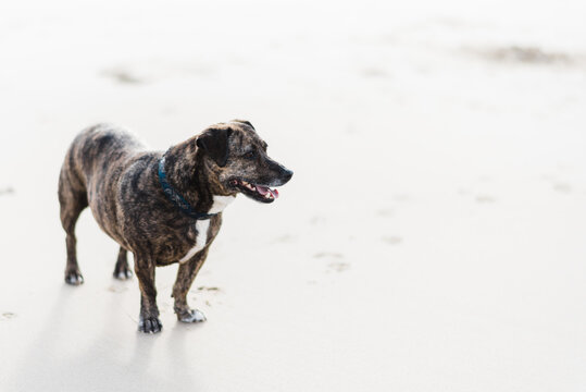 Dog standing on sand