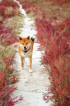 dog in field