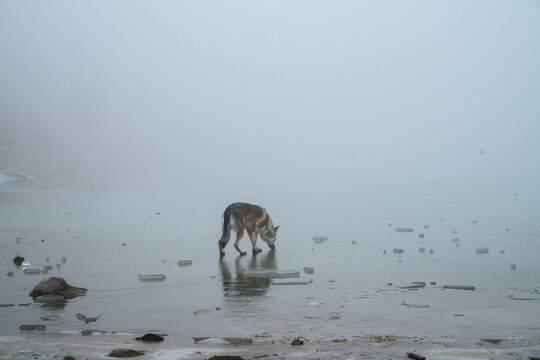 Wolf dog walking on top of a frozen lake in the mountain