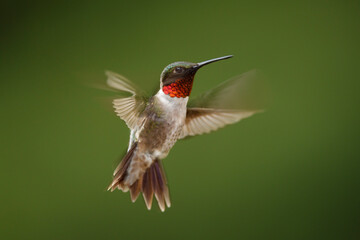 Ruby-throated Hummingbird
