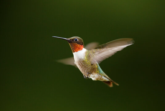 Ruby-throated Hummingbird